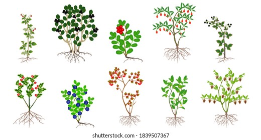 Set of bushes with berries on a white background.