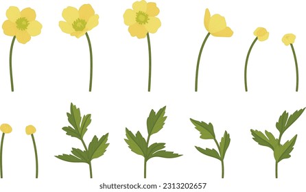 Set of buttercup floral vector illustration.