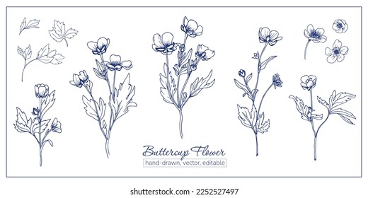 Set aus Butterbecher. Handgezeichnete Wildblumen zum Färben von Buch, Zeitschriften, Artikeln.