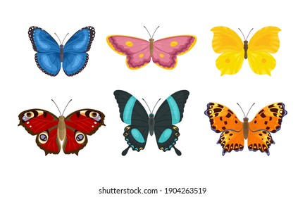 Set of butterflies of different colors and shapes isolated on  white background. Beautiful flying insects. Vector illustration in cartoon flat style.