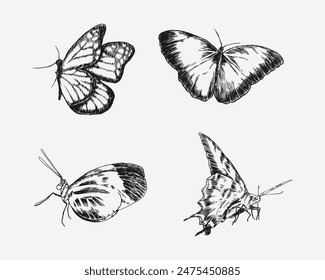 Set of butterflies with engraving drawing style. isolated background. vector illustration.