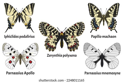 A set of Butterflies found in europe, Parnassius apollo, Parnassius mnemosyne, Papilio machaon, 	Iphiclides podalirius, Zerynthia polyxena