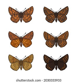 Conjunto de mariposas - ilustración de vector dibujada a mano aislada en blanco. Colores planos.