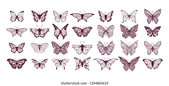 Set of butterflies, ink silhouettes. Glowworms, fireflies and butterflies icons isolated on white background. Hand drawn elements, Vector illustration.