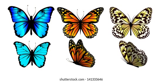 A set of butterflies isolated