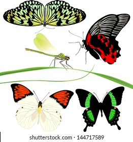 set of butterflies isolated on white background