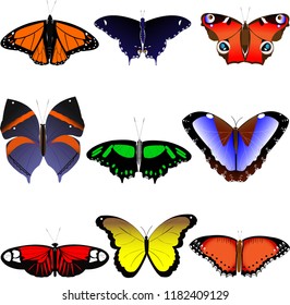 Set of butterflies on a white background