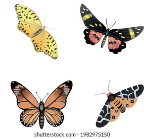 Colección de imágenes vectoriales de ilustraciones de mariposas 