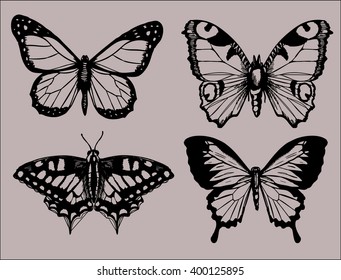 set of butterflies. sketch