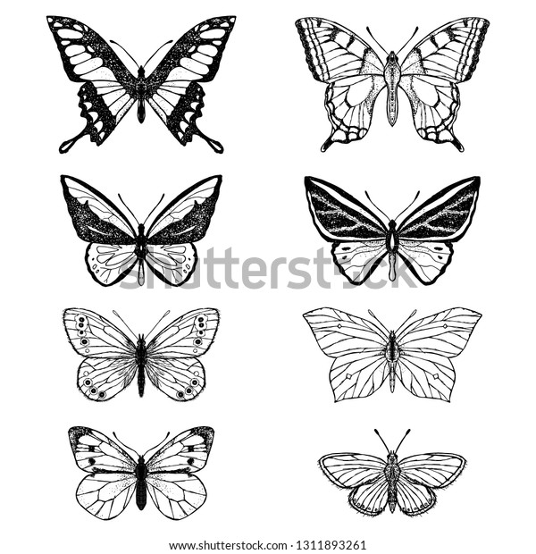 Set Butterflies Vector Cartoon Illustrations Isolated Stock Vector ...