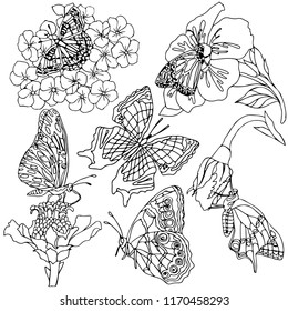 Set of butterflies. Vector Illustration. Beautiful nature of flying butterflies and flowers. Vintage pattern, background. Realistic drawing, tattoo.