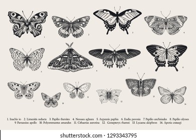 Set butterflies. Vector vintage classic illustration. Black and white