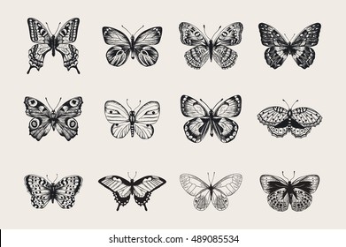 Set of butterflies. Vector vintage classic illustration. Black and white