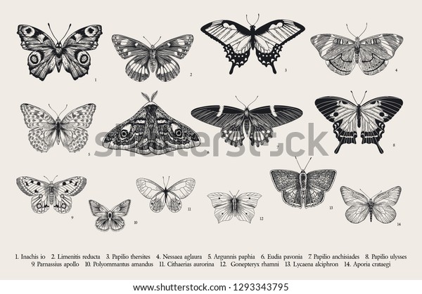 蝶をセットする ベクタービンテージクラシックイラスト 白黒 のベクター画像素材 ロイヤリティフリー