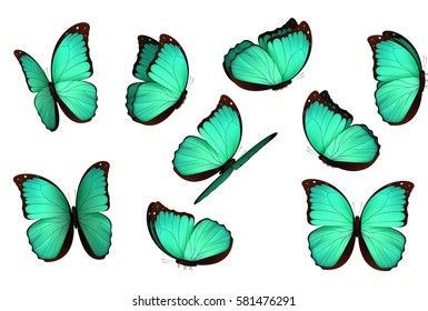 Set of butterfly. isolated butterflies. View Insects Lepidoptera Morpho amathonte Vector illustration