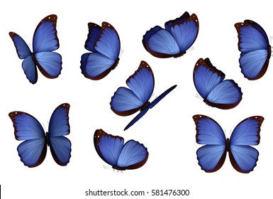 Set of butterfly. isolated butterflies. View Insects Lepidoptera Morpho amathonte Vector illustration