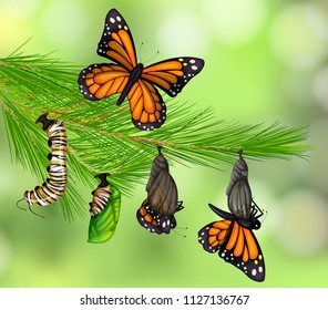 A Set of Butterfly Life Cycle illustration