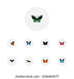 Set of butterfly realistic symbols with sky animal, polyommatus icarus, hypolimnas and other icons for your web mobile app logo design.