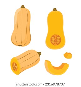 Set of butternut pumpkin with half and sliced isolated on white backgroun. vector illustration.