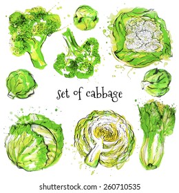 set of cabbage