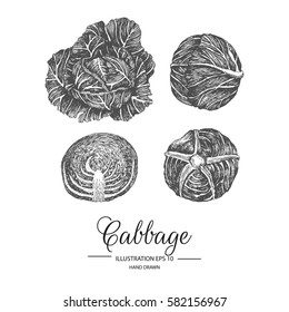 Set of cabbage. Hand drawn collection by ink and pen sketch. Isolated vector elements can use for fruit and vegetable products and health care goods packaging.