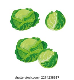 Set of Cabbage isolated on white background. Vector illustration.