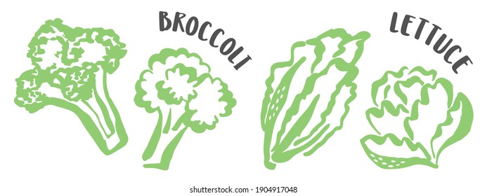 Set of Cabbage, Lettuce and Broccoli drawing hand painted with ink brush isolated on white background. Vector illustration