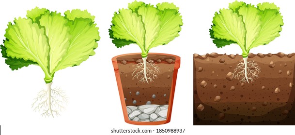 Set of cabbage plant illustration