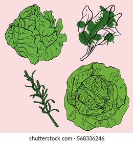 Set of cabbage, sage and thyme on pastel pink background. Doodle ink sketch. Hand drawn vector illustration.