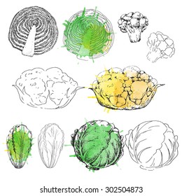 Set cabbages. Vegetables. Healthy vegetarian food. Vintage black and white illustration in the style of engravings. Hand drawn vector background. Watercolor stains.