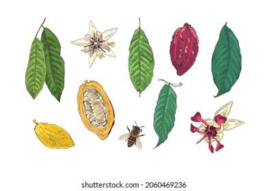 Set cacao leaves, cacao beans, cacao flowers.  Hand drawn vector illustration.