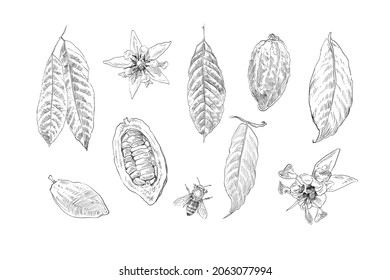 Hojas de cacao, judías de cacao, flores de cacao.  Ilustración vectorial dibujada a mano.