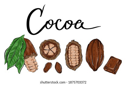 Set of cacao products, color, vector