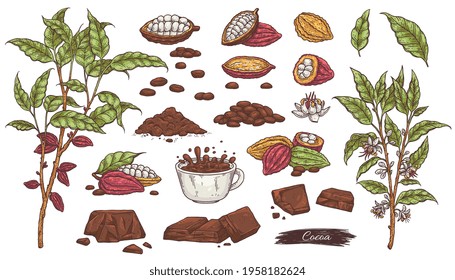 Set of cacao sketches - chocolate, beans, plant branches with fruit, leaf and flowers and cup with cocoa drink. Vector isolated hand drawn illustrations for design menu or labels