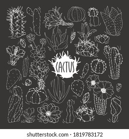 A set of cacti in black and white. Cactus sketch. Vector set of cacti, aloe and leaves. Collection of exotic plants. Decorative natural elements isolated on white. Cactus with flowers.