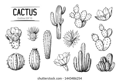 Набор кактусов с цветами. Рисованная иллюстрация преобразована в вектор