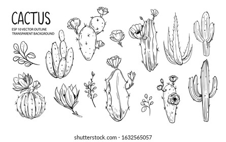 Set of cacti with flowers. Hand drawn illustration converted to vector