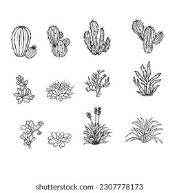 Set of cacti with flowers. Hand drawn illustration