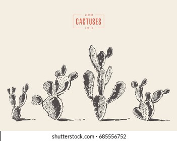 Satz Kakti-Illustrationen, handgezeichneter Kacti opuntia-Vektorgrafik, Skizze