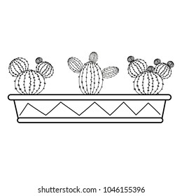 Set of cacti in a long box