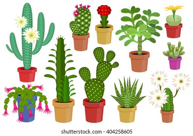 Set cacti in pots - home flower. Vector illustration flowering cactus and succulent isolated on white background. Flat.