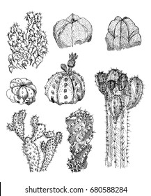 Set of cacti. Sketches with a marker. Vector