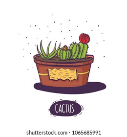 Set of cactus. Hand drawn succulent ornament. Color illustration. A set of cacti - line drawing. Vector illustration of a cactus isolated on a white background. Cute hand drawn vector cactus .