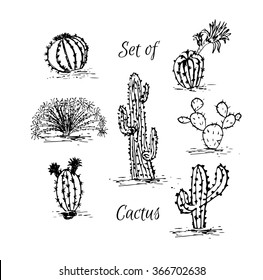 Set of cactus. Hand drawn succulent ornament. Ink illustration. A set of cacti - line drawing. Vector illustration of a cactus isolated on a white background. Cute hand drawn vector cactus . 