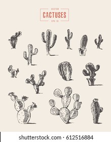 Set of cactus, hand drawn vector illustration