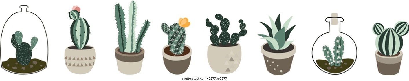  Set of cactus plants home garden botanic houseplant