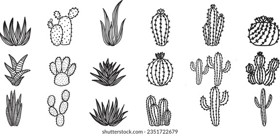 Set of Cactus and Succulent hand draw