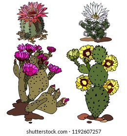Set cactus. Vector illustration. Colorful prickly  cactus. Realistic paint, drawing, tattoo. Vintage paintings, postcard, background, wallpaper. Home decor. Interior decoration. Best gift