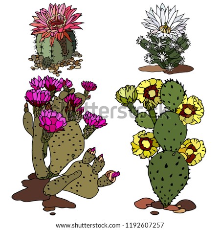Set cactus. Vector illustration. Colorful prickly  cactus. Realistic paint, drawing, tattoo. Vintage paintings, postcard, background, wallpaper. Home decor. Interior decoration. Best gift