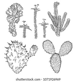 Set of cactuses, hand drawn Cacti and Succulents. Terrarium cactus collection. Wild floral exotic tropical forest. Vector.